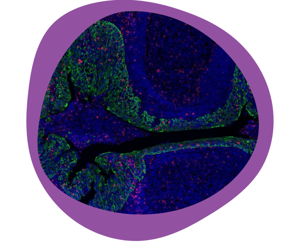 Detailed image of an Immunofluorescence (IF) stain showcasing vibrant cellular structures, illustrating the process and potential outcomes of IF staining in research